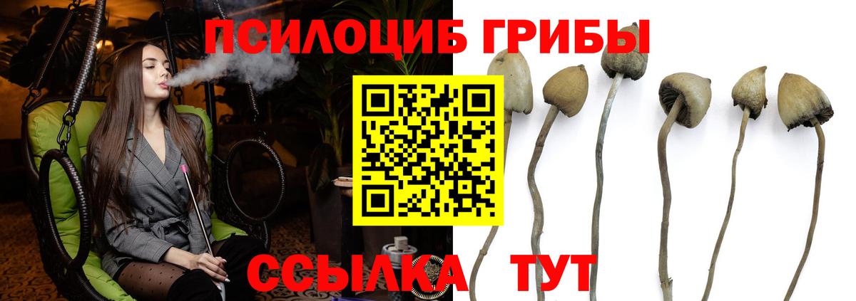 Галлюциногенные грибы Psilocybe Кохма